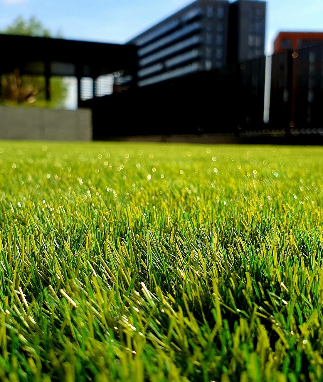 Lush green Ottawa lawn close-up showing healthy cool-season turf cut to a sharp, even line