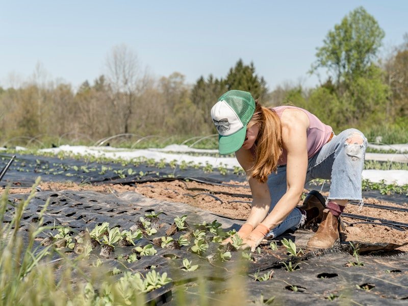 Person hand-seeding fresh lawn area to repair thin patches in an Ottawa yard