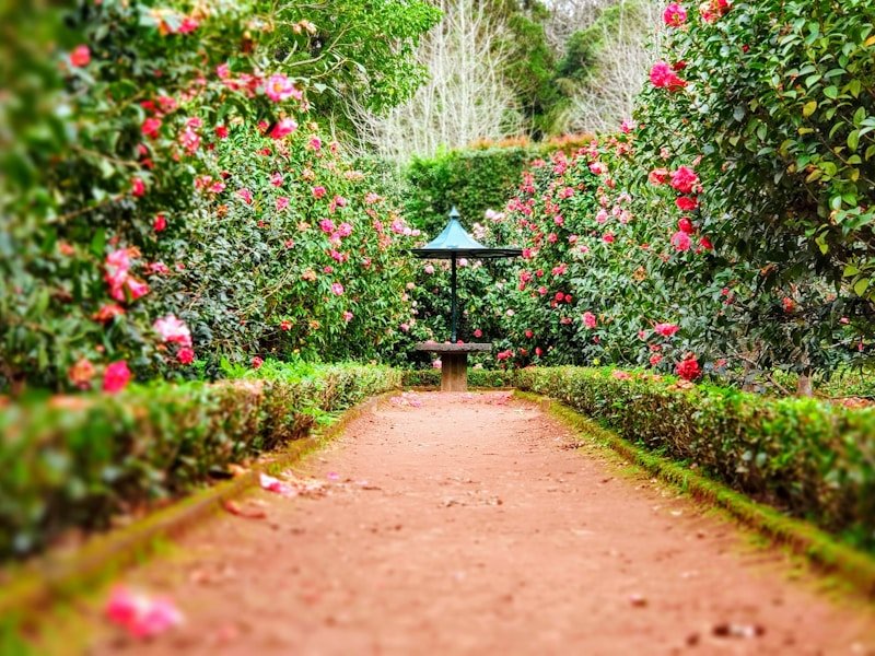 Manicured garden path bordered by clipped hedges and flowering shrubs — example of edging and hedge work for Ottawa properties